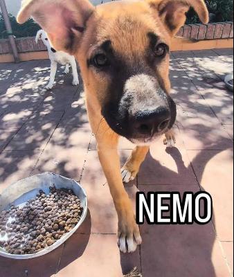 VENDO Cani a Bergamo &ndash; foto 1