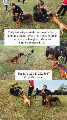 VENDO Cani a Bergamo &ndash; foto 1