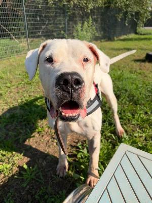 VENDO Cani a Monza &ndash; foto 1