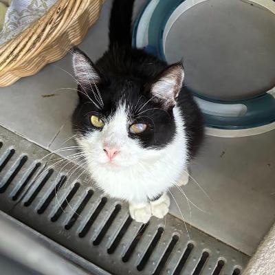 VENDO Gatti a Monza &ndash; foto 1