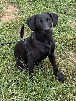 VENDO Cani a Monza &ndash; foto 1