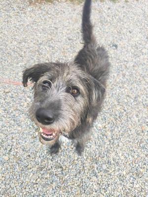 VENDO Cani a Tortona &ndash; foto 1