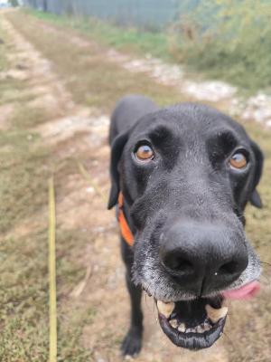 VENDO Cani a Tortona &ndash; foto 1