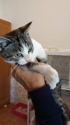 VENDO Gatti a Tortona &ndash; foto 1