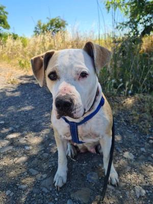 VENDO Cani a Tortona &ndash; foto 1