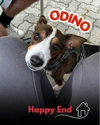 VENDO Cani a Mariano Comense &ndash; foto 1