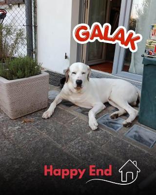 VENDO Cani a Mariano Comense &ndash; foto 1