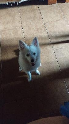 VENDO Cani a Erbusco &ndash; foto 1