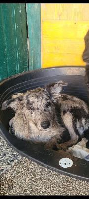 VENDO Cani a Erbusco &ndash; foto 1