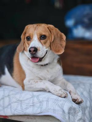 VENDO Cani a Brescia &ndash; foto 1