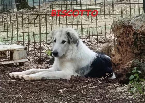 VENDO Cani a Campi Bisenzio &ndash; foto 1