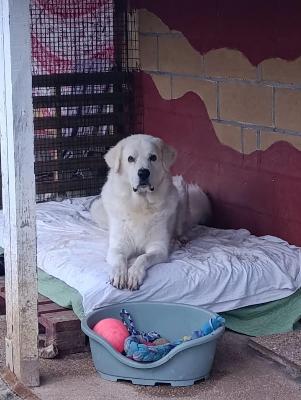 VENDO Cani a Milano &ndash; foto 1