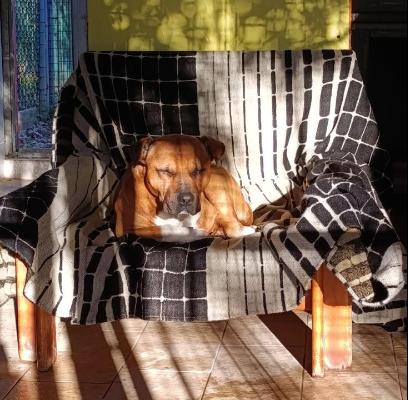 VENDO Cani a Milano &ndash; foto 1