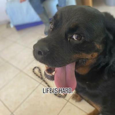 VENDO Cani a Rive d'Arcano &ndash; foto 1