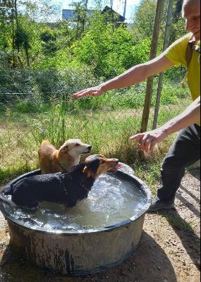 VENDO Cani a Cossato &ndash; foto 1
