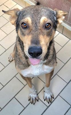 VENDO Cani a Cossato &ndash; foto 1
