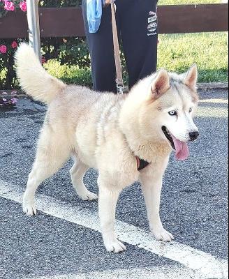 VENDO Cani a Cossato &ndash; foto 1