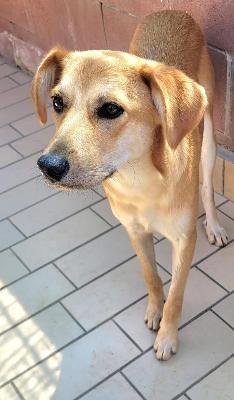 VENDO Cani a Cossato &ndash; foto 1