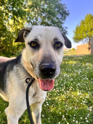 VENDO Cani a Formigine &ndash; foto 1
