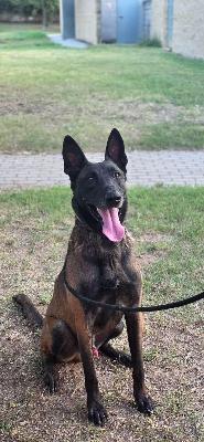 VENDO Cani a Formigine &ndash; foto 1