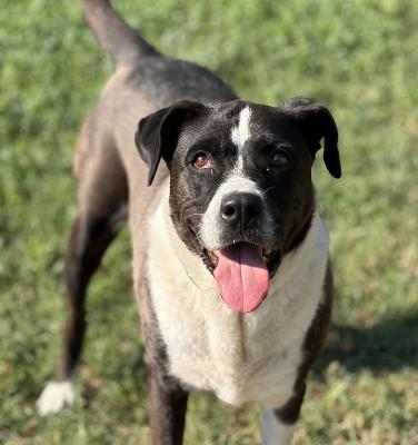 VENDO Cani a Formigine &ndash; foto 1