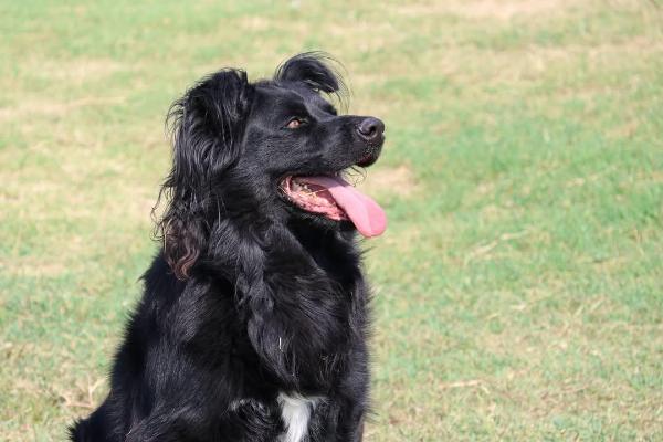 VENDO Cani a Formigine &ndash; foto 1