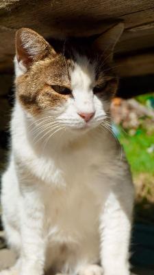 VENDO Gatti a Formigine &ndash; foto 1