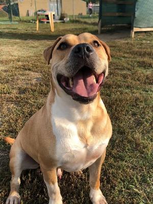 VENDO Cani a Formigine &ndash; foto 1