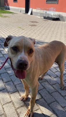 VENDO Cani a Formigine &ndash; foto 1