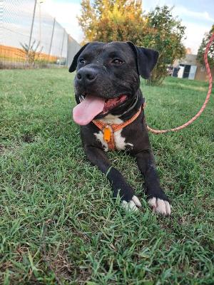 VENDO Cani a Formigine &ndash; foto 1