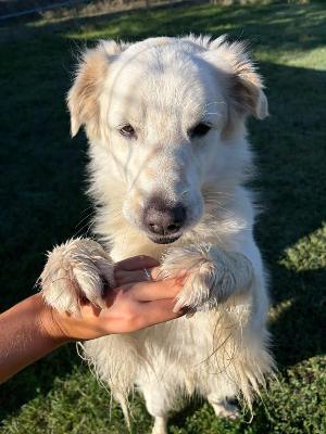 VENDO Cani a Formigine &ndash; foto 1