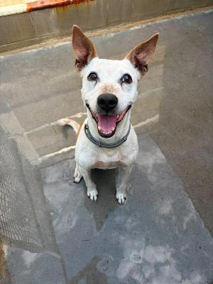 VENDO Cani a Formigine &ndash; foto 1