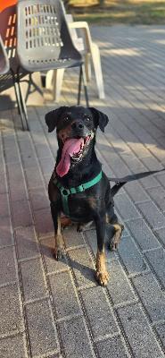 VENDO Cani a Formigine &ndash; foto 1
