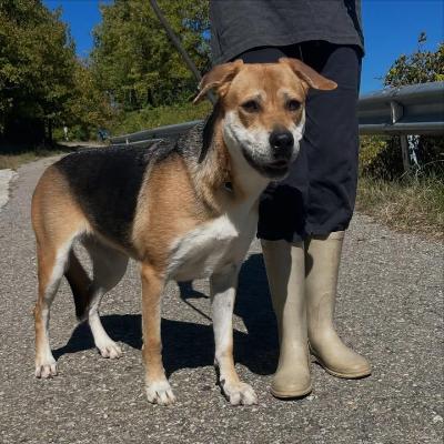 VENDO Cani a Pavullo nel Frignano &ndash; foto 1