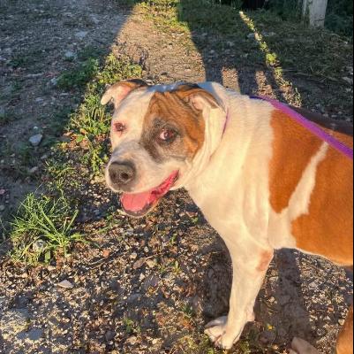 VENDO Cani a Pavullo nel Frignano &ndash; foto 1