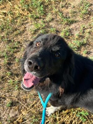 VENDO Cani a Pavullo nel Frignano &ndash; foto 1