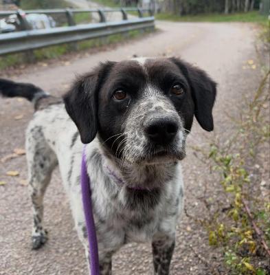 VENDO Cani a Pavullo nel Frignano &ndash; foto 1