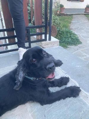 VENDO Cani a Pavullo nel Frignano &ndash; foto 1