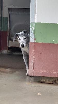 VENDO Cani a Pavullo nel Frignano &ndash; foto 1
