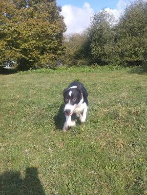 VENDO Cani a Fossano &ndash; foto 1