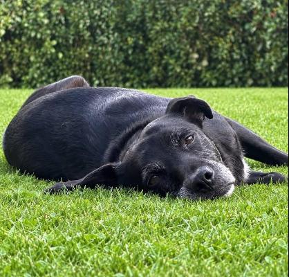 VENDO Cani a Genova &ndash; foto 1