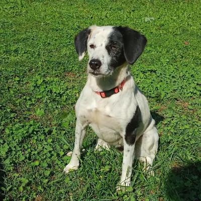 VENDO Cani a Genova &ndash; foto 1