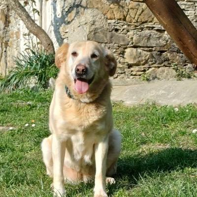 VENDO Cani a Genova &ndash; foto 1