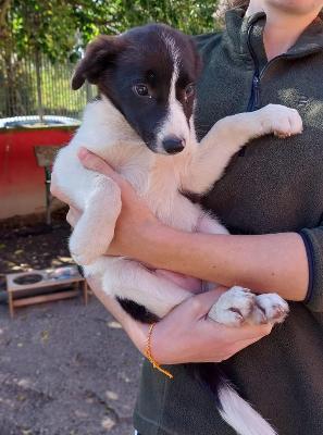 VENDO Cani a Torino &ndash; foto 1