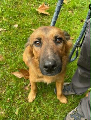 VENDO Cani a Torino &ndash; foto 1
