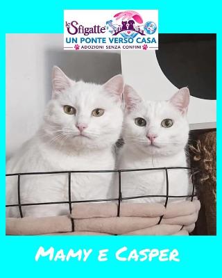 VENDO Gatti a Torino &ndash; foto 1