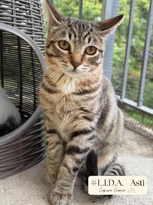 VENDO Gatti a Asti &ndash; foto 1