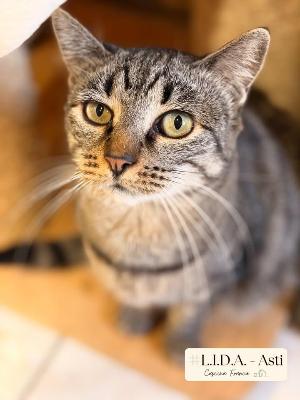VENDO Gatti a Asti &ndash; foto 1