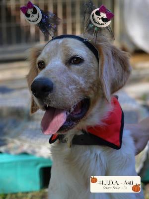 VENDO Cani a Asti &ndash; foto 1