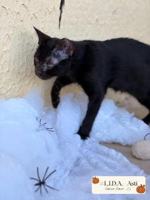 VENDO Gatti a Asti &ndash; foto 1